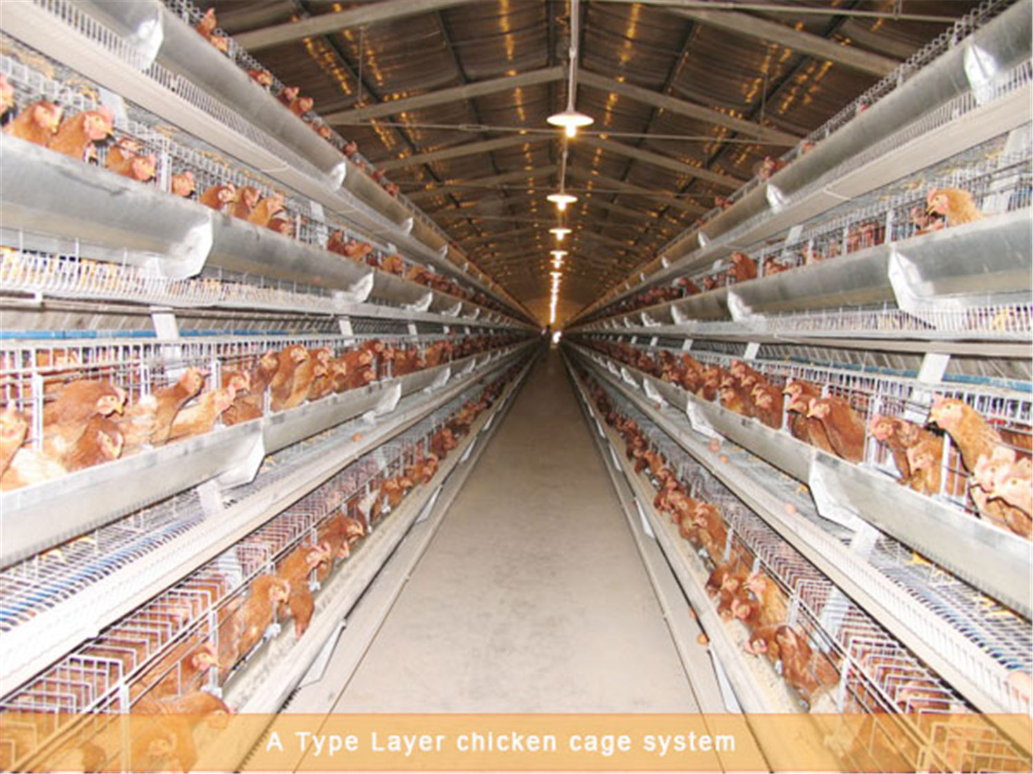 Commercial Chicken Broiler Poultry Farm House Design 